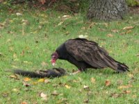 IMG_4932.jpg