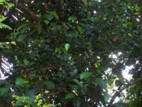 Jackfruit tree.jpg