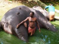 elephant bath.jpg