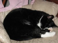 IMG_0008missy on chair.jpg