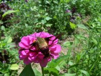 hummingbird moth.jpg