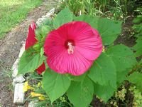 tn_berries and veggies 035.JPG