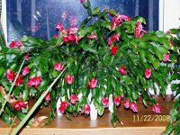 cactus red 5.jpg