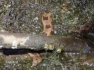 better copperhead.jpg