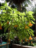 240px-Brugmansia.jpg