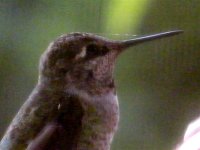 2008_0810hummmer0021.JPG
