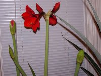 January Amaryllis 'Lucky Strike' 001.jpg