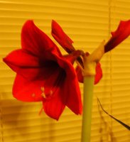 January Amaryllis 'Lucky Strike' 003.jpg