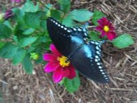 butterfly tn.jpg