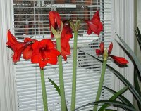 January 23 2009 008.jpg