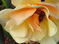 tn_Fall garden 005.JPG