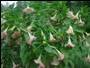 Mzc1MTg4_smallmoms flowers.jpg