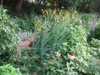 july-back garden.jpg