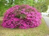 tn_plants 153.jpg