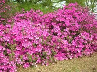 tn_plants 155.jpg