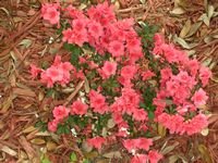 tn_plants 157.jpg