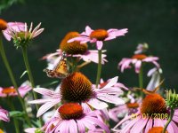coneflower 1.jpg