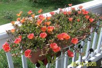 flower orange 1.jpg