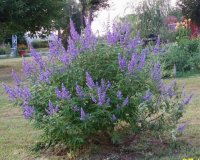 vitex1.jpg