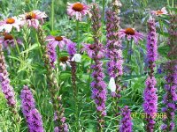 flowers 2.jpg