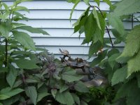 back yard 011.jpg