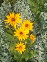 Black-Eyed Susans and Artemesia.jpg