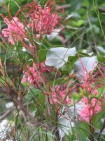 grevillea pink.JPG
