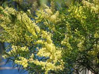 acacia blooms.JPG