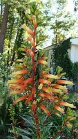 a cigar plant.jpg