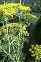 a dill.jpg