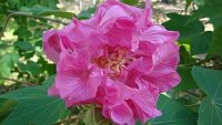 a federal rose.jpg