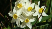 a jonquil.jpg