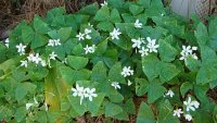 a shamrock.jpg