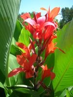 tn_First Bloom 08.JPG