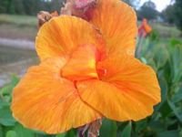 tn_plants 630.jpg
