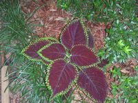 tn_DSCN4087.JPG