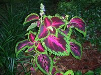 tn_DSCN4355.JPG