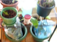 tn_My pics 037.JPG