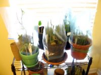 tn_My pics 051.JPG