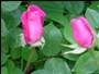 NTA1MTY2_smallROSE.jpg