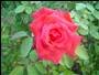 NTExMTY2_smallROSE.jpg