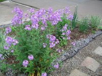 1 dames chives.jpg