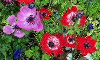 anemones.jpg
