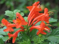 Cape honeysuckle.JPG
