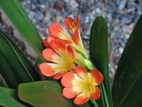 clivia.JPG