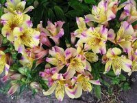 Copy of 37033347.DwarfAlstroemeria.jpg