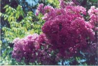 crepe myrtle.jpg