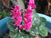 cyclamen.JPG