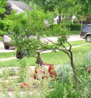 tree_resize.jpg