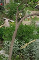 tree trunk _resize.jpg